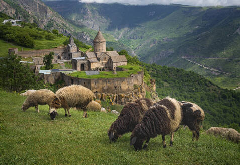Luftaufnahme von Schafen, die in der Nähe des Klosters Tatev auf den Felsen grasen, einer Klosteranlage mit Blick auf das Tal und die Berge, Tatev, Provinz Syunik, Armenien. - AAEF23002