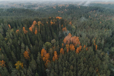 Aerial view of misty colourful woodlands and hills in autumn, Vorumaa, Estonia. - AAEF23275