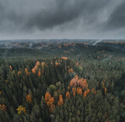 Aerial view of misty colourful woodlands and hills in autumn, Vorumaa, Estonia. - AAEF23276