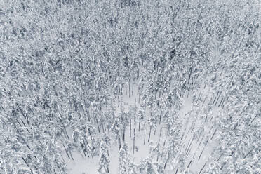 Aerial view of a white snowy pine forest in wintertime, Lahemaa National Park, Harjumaa, Estonia. - AAEF23290