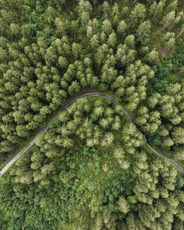 Aerial view of a walking path across the forest with trees in Grindelwald, Bernese Alps, Swiss Alps, Bern, Switzerland. - AAEF23435