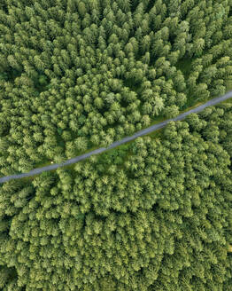Aerial view of a road across the forest with trees in Grindelwald, Bernese Alps, Swiss Alps, Bern, Switzerland. - AAEF23437