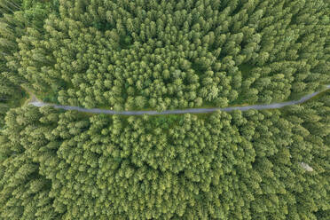 Aerial view of a road across the forest with trees in Grindelwald, Bernese Alps, Swiss Alps, Bern, Switzerland. - AAEF23438