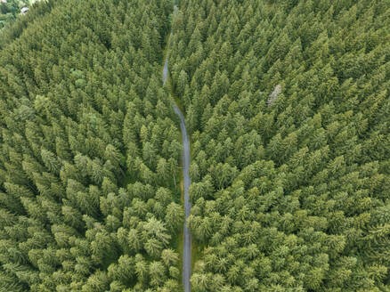 Aerial view of a road across the forest with trees in Grindelwald, Bernese Alps, Swiss Alps, Bern, Switzerland. - AAEF23439