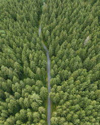 Aerial view of a road across the forest with trees in Grindelwald, Bernese Alps, Swiss Alps, Bern, Switzerland. - AAEF23440