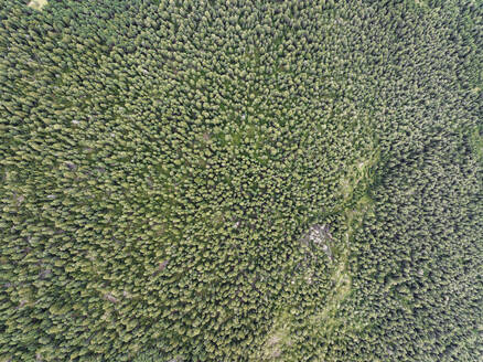 Aerial view of trees in a forest on the mountain crest on the Dolomites, Ortisei, Trentino, South Tyrol, Italy. - AAEF23528
