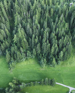 Aerial view of trees along the mountain crest on the Dolomites Trentino, South Tyrol in Northern Italy. - AAEF23541