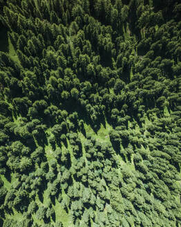 Aerial view of mountain forest trees in Alpe di Siusi (Seiser Alm) on the Dolomites mountains, Trentino, South Tyrol in Northern Italy. - AAEF23580