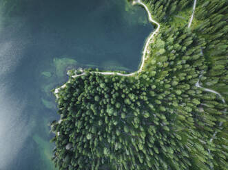 Aerial view of Misurina Lake coastline with forest along the coast at sunset, Auronzo di Cadore, Dolomites, Veneto, Italy. - AAEF23682