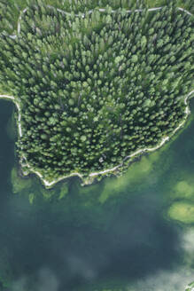 Aerial view of Misurina Lake coastline with forest along the coast at sunset, Auronzo di Cadore, Dolomites, Veneto, Italy. - AAEF23685