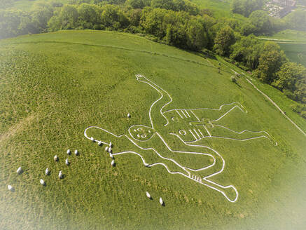 Aerial view of Cerne Abbas giant with sheep, a majestic draw in a field in Dorchester, England, United Kingdom. - AAEF23929