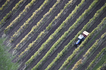 Aerial view of Tractor Moving Through Vineyard with Heavy Agriculture Equipment, Victoria, Australia. - AAEF23944