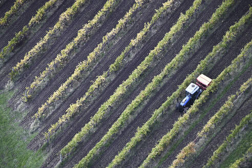 Aerial view of Tractor Moving Through Vineyard with Heavy Agriculture Equipment, Victoria, Australia. - AAEF23944