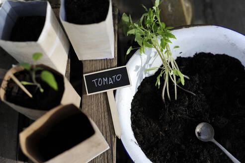 Einpflanzen von Tomatensetzlingen in eine Schale mit Erde - GISF00984