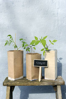 Tomato seedlings in paper bags lying on wooden stool - GISF00985