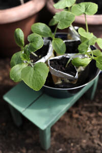 Einpflanzen der Zucchini-Setzlinge in eine Schale mit Erde - GISF00986