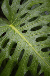 Green monstera leaf with rain water drops - VRAF00216