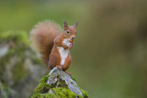 Porträt eines eurasischen roten Eichhörnchens (Sciurus vulgaris), das auf einem Felsen frisst - MJOF01993