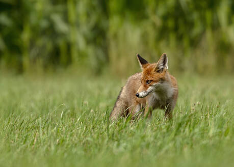 Porträt eines im Gras stehenden Rotfuchses (Vulpes vulpes) - BSTF00239