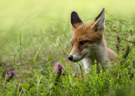 Porträt eines im Gras liegenden Rotfuchses (Vulpes vulpes) - BSTF00240