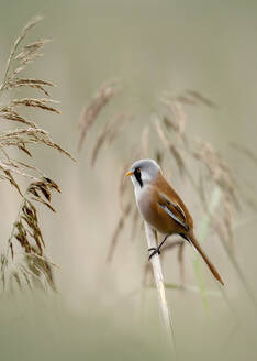 Bearded reedling (Panurus biarmicus) perching on reed - BSTF00241