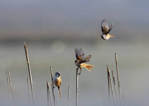 Bartmeisen (Panurus biarmicus), die sich auf Schilfrohr niederlassen - BSTF00242