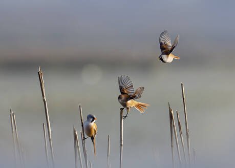 Bearded reedlings (Panurus biarmicus) perching on reeds - BSTF00242