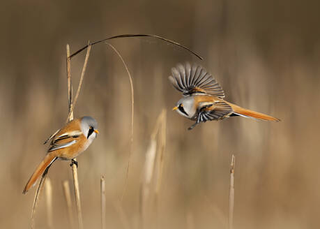 Bearded reedlings (Panurus biarmicus) perching on reeds - BSTF00243