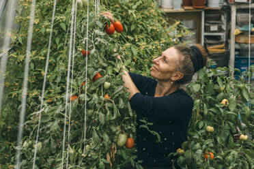 Lächelnde Frau bei der Tomatenernte im Gemüsegarten - ADF00241