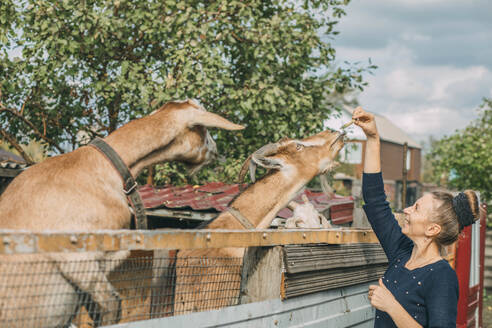 Smiling woman feeding goats in shed - ADF00246