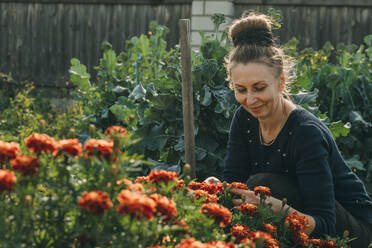 Lächelnde Frau, die sich hinhockt und Ringelblumenblüten im Garten begutachtet - ADF00253