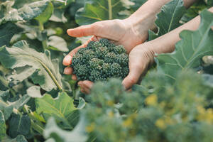Hände einer Frau halten Brokkoli im Gemüsegarten - ADF00254