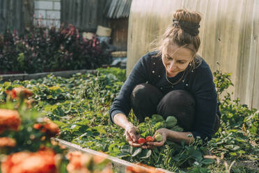 Frau erntet Erdbeeren im Garten - ADF00255