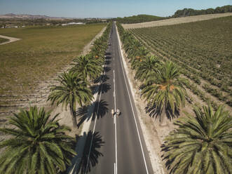 Aerial view of a road surrounded with palmtrees and a couple standing on the road, South Australia. - AAEF23985