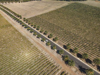 Aerial view of a road surrounded with palmtrees and a car driving on the road, South Australia. - AAEF23988