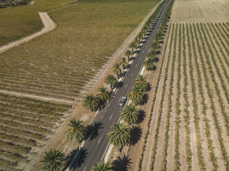 Aerial view of a road surrounded with palmtrees and a car driving on the road, South Australia. - AAEF23989