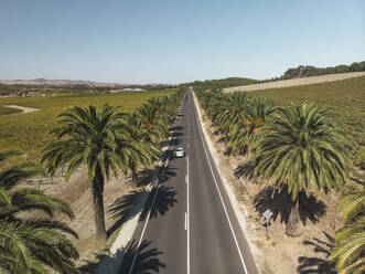 Aerial view of a road surrounded with palmtrees and a car driving on the road, South Australia. - AAEF23990