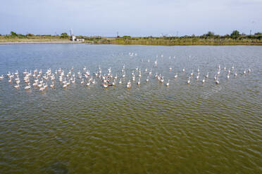 Luftaufnahme einer Schar rosa Flamingos im Atanasovsko-See, Provinz Burgas, Bulgarien. - AAEF24111