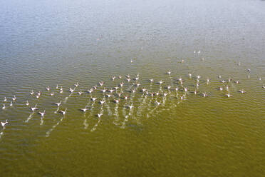 Luftaufnahme einer Schar rosa Flamingos im Atanasovsko-See, Provinz Burgas, Bulgarien. - AAEF24116