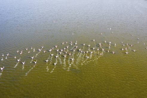 Luftaufnahme einer Schar rosa Flamingos im Atanasovsko-See, Provinz Burgas, Bulgarien. - AAEF24116