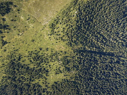 Aerial view of Forrest in Rodopi Mountains, Bulgaria. - AAEF24130