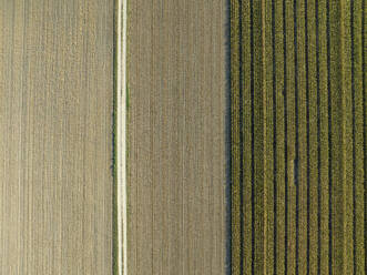 Aerial view of three phases of a field with prepped, plowed separated by a dirt road, Wagram An Der Donau, Lower Austria, Austria. - AAEF24136