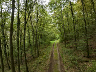 Aerial view of a dirt road through the woods on a cloudy day, Nekarzimmern, Baden Wuerttemberg, Germany. - AAEF24140