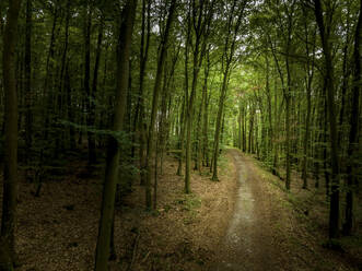 Aerial view of a dirt road through the woods on a cloudy day, Nekarzimmern, Baden Wuerttemberg, Germany. - AAEF24141