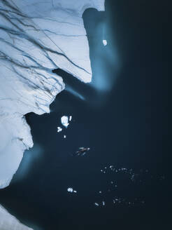 Aerial top-down drone view of a whale swimming around icebergs at Ilulissat ice fjord, Greenland, Arctic. - AAEF24165