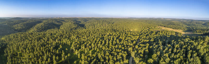 Panoramic aerial view of a pine forest, Yatir, Israel. - AAEF24433