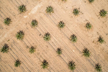 Aerial view of young palm trees, Paran, Negev desert, Israel. - AAEF24440