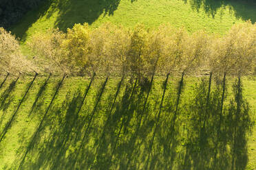 Luftaufnahme von langen Bäumen und deren Schatten, Paarlo, Sint Odilienberg, Limburg, Niederlande. - AAEF24464