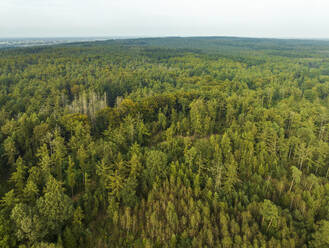 Luftaufnahme des hügeligen Waldes Bergherbos, Beek, Montferland, Gelderland, Niederlande. - AAEF24466