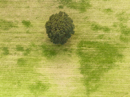 Abstrakte Luftaufnahme eines Baumes auf einer kargen grünen Wiese, Beek, Montferland, Gelderland, Niederlande. - AAEF24467